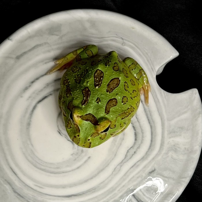 Pacman frog kodok pacman green