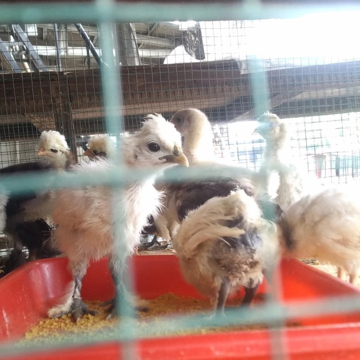 TERBARU anak ayam poland - ayam polan - ayam jambul - ayam hias - anakan ayam