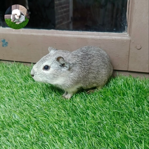 marmut/guinea pig american silver