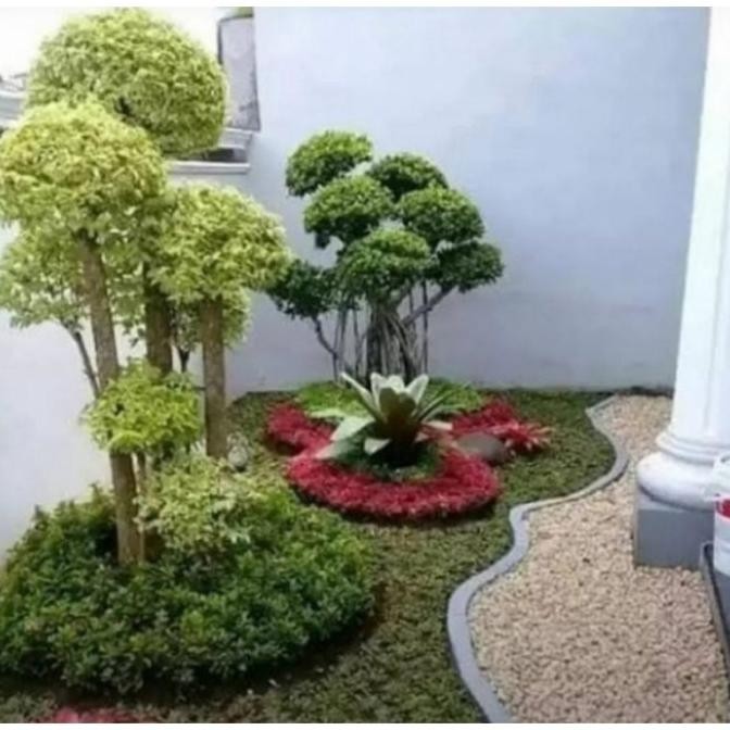 Tanaman hias Anting putri Tinggi - + 1 meter