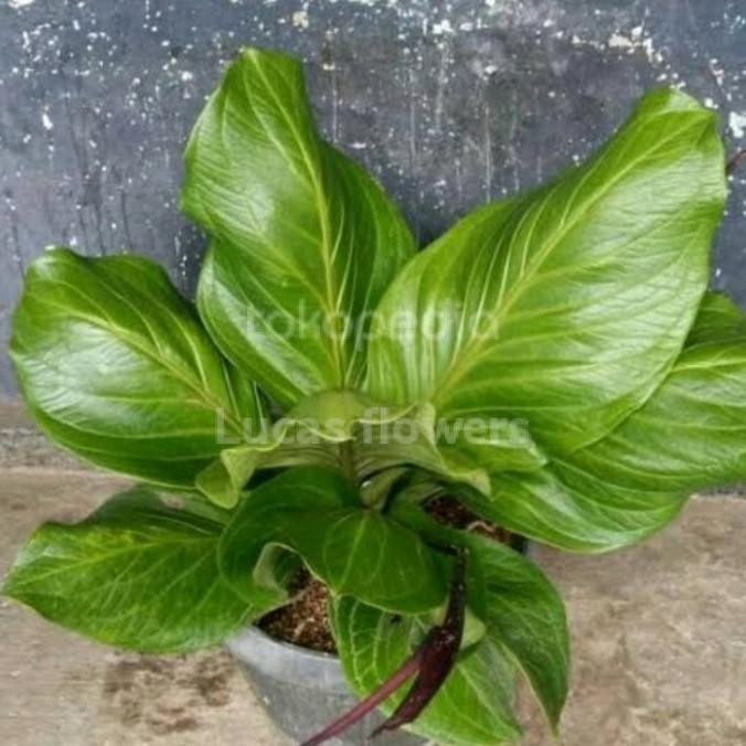 tanaman hias anthurium jemani big size - jemani katalok jumbo