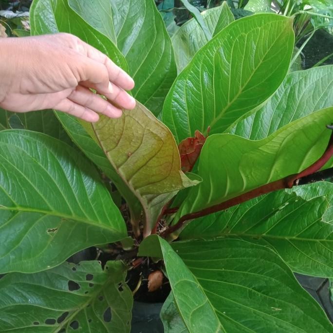 Obral..Tanaman Hias Anthurium Jemani Garuda/Bako daun besar zumbo.