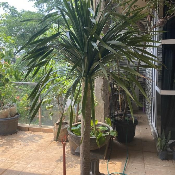 tanaman hias indoor outdoor pandan bali // pandan bali // batang besar