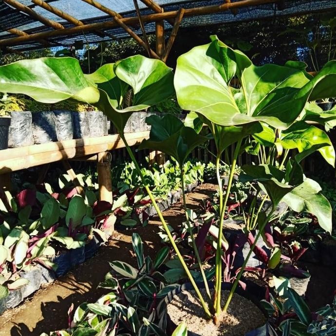 Tanaman Hias Anthurium Corong Super