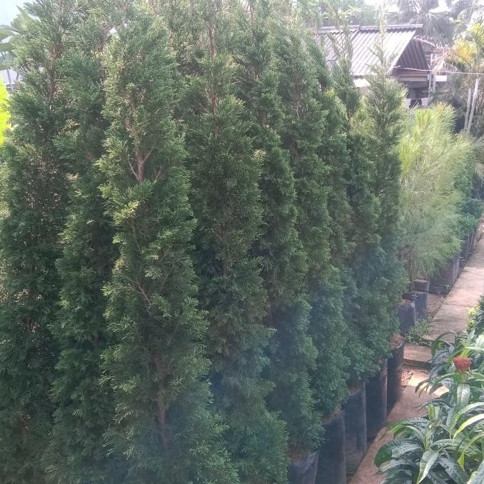 pohon cemara lilin 2 meter tanaman