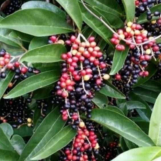 pohon buah buni tinggi 2 meter