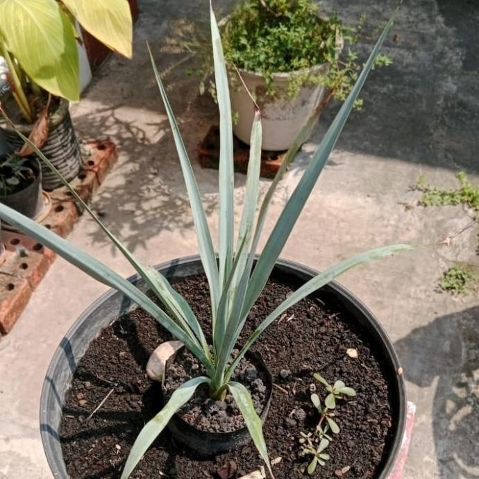 Tanaman Hias Yucca Rostrata
