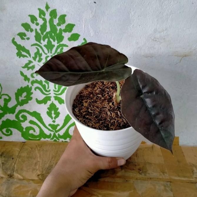 Tanaman hias Alocasia Black red invernalis - Alocasia infernalis