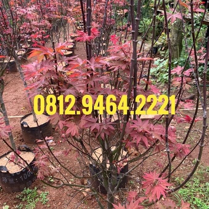 Pohon Maple American Import Rimbun Tinggi 2m Daun Merah
