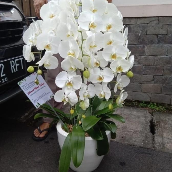 RANGKAIAN ANGGREK 5 POHON | ANGGREK BULAN | ANGGREK POT