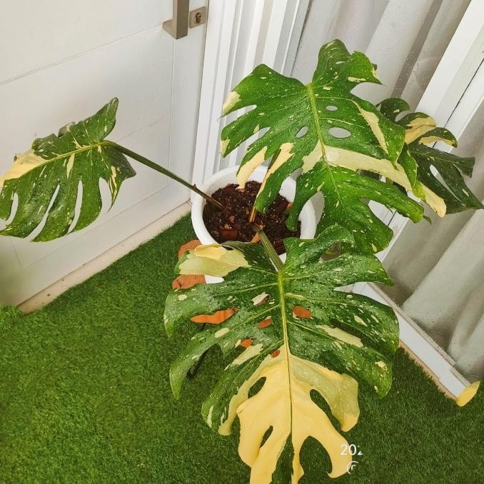 Tanaman hias monthai creme brulee cantik promo