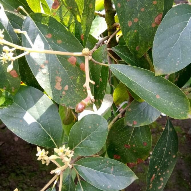 pohon alpukat red vietnam berbuah pentilan/berbunga