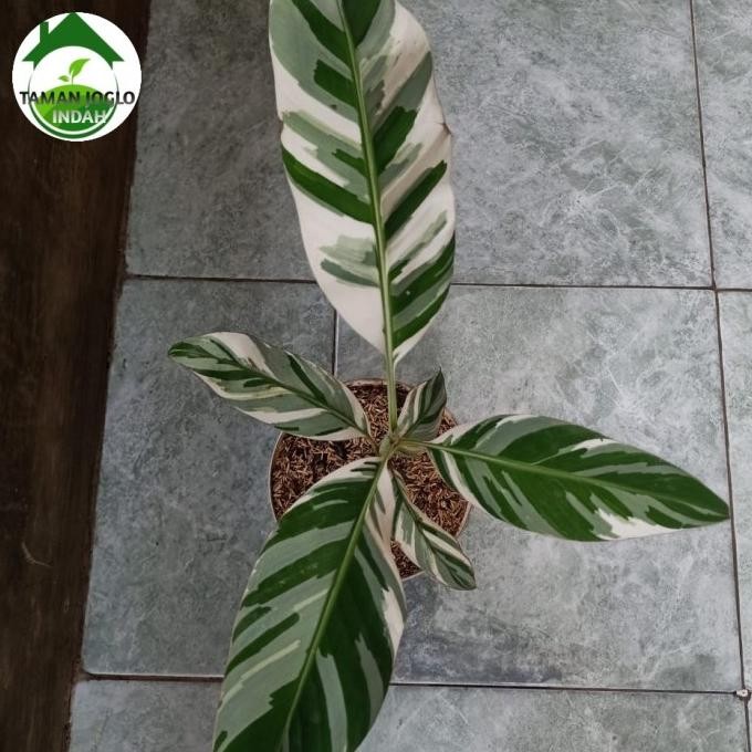 Tanaman hias pisang varigata musae cantik