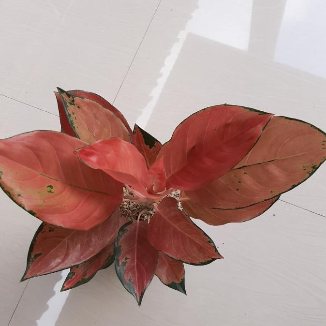 tanaman hias Aglaonema Kochin tembaga Indukan / aglonema kocin tembaga