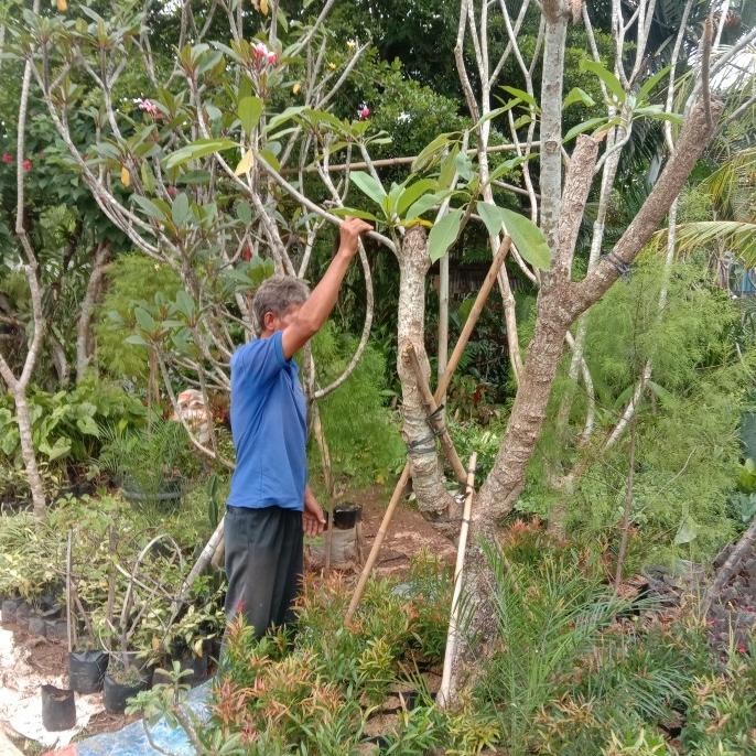 IPM -931 TANAMAN KAMBOJA FOSIL SEMI TINGGI 2 - 3 METER POHON KAMBOJA