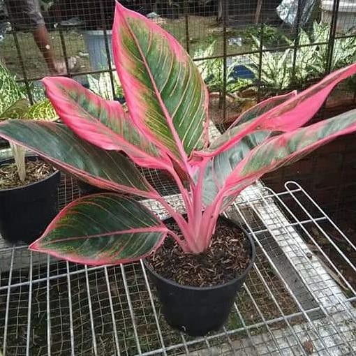 Aglaonema khanza - pohon aglonema