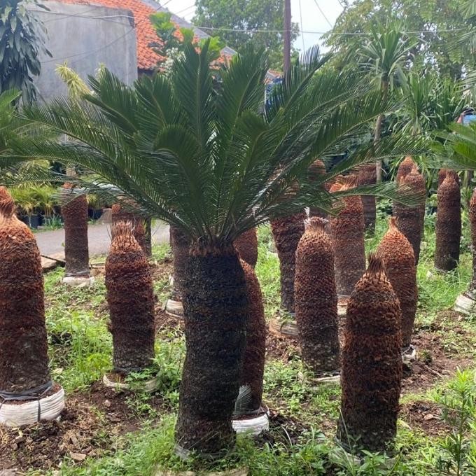 tanaman hias sikas mawar jambe // sudah rimbun // bonggol besar