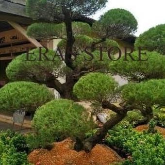 Tanaman hias Cemara udang 1.5 meter