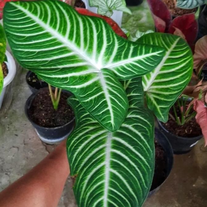 Tanaman hias xantasoma lindeni antasoma zebra