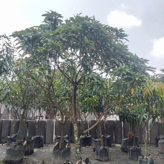 Indukan Pohon Mangga Simanalagi Berbunga/Bibit Mangga Manalagi