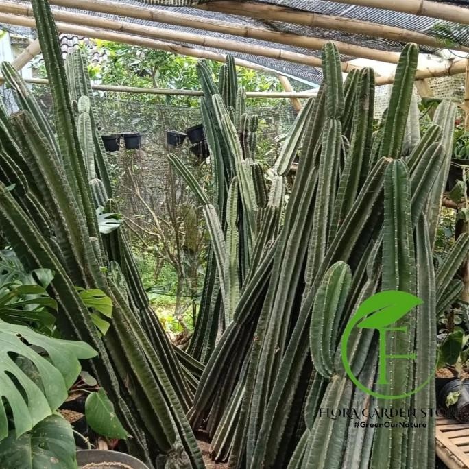 Tanamam Hias Kaktus Koboi - Pohon Kaktus Koboi - Kaktus Koboi Tanpa Duri