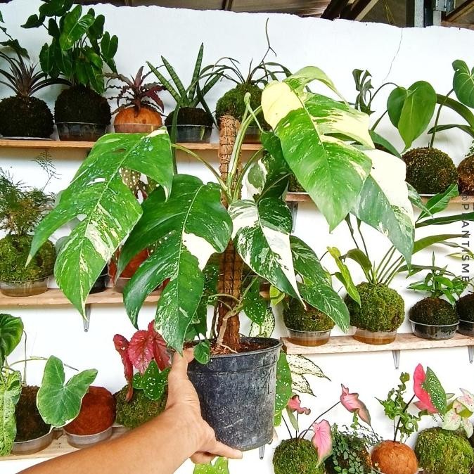 Monstera Albo Epipremnum Pinnatum Varigated | Tanaman Hias Indoor