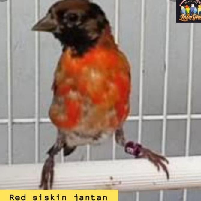 BAGUS burung red siskin jantan rajin bunyi red siskin betina red siskin anakan