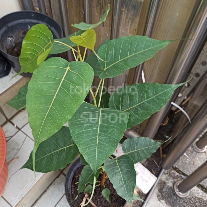 

Pohon Bodhi Tanaman Hias Bibit Bodi Ficus Religiosa