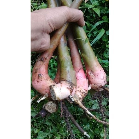 

Promo Bibit Tunas Kecombrang Hijau Termurah