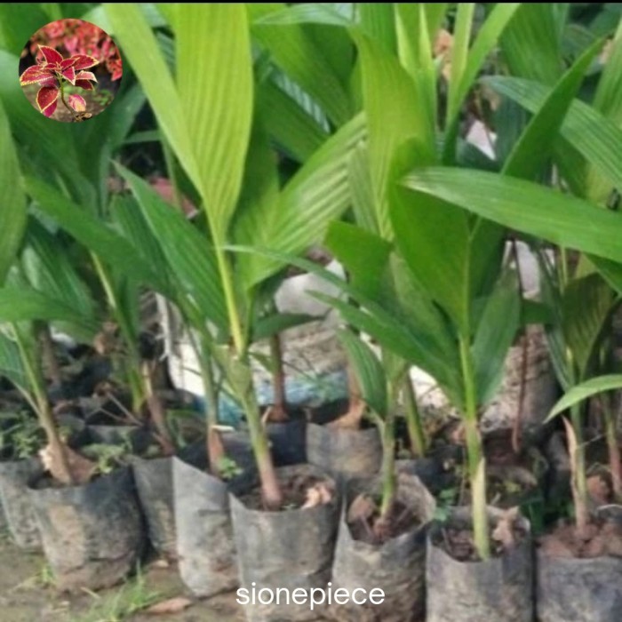 

Bibit Tanaman Pohon Pinang/Kawung Siap Tanam