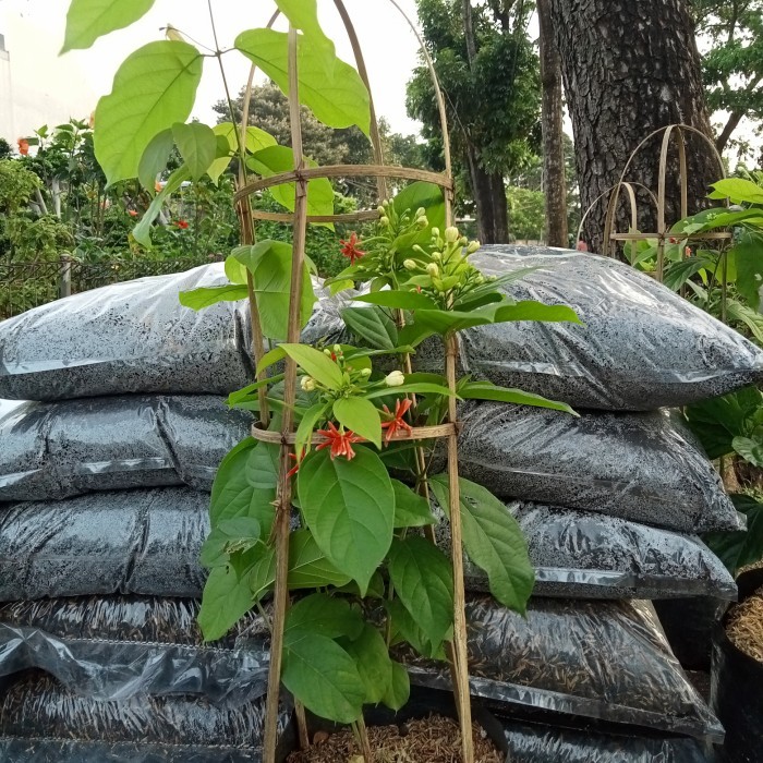 Bunga Melati Belanda Tumpuk Rambat Warna Merah #Gratisongkir #Sale #Discount