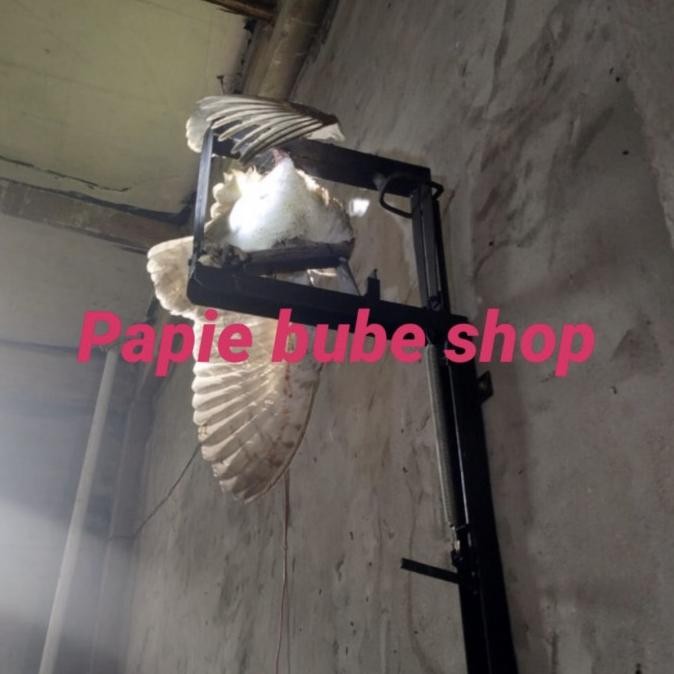 Jebakan Burung Hantu Rumah Walet Alat Tangkap Perangkap