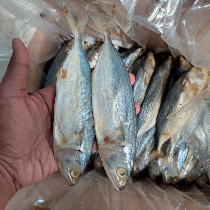 

IKAN ASIN PEDA PUTIH FRESH 10KG
