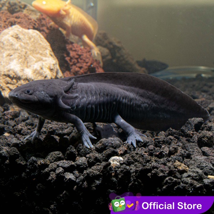 Axolotl Melanistic Melanoid Full Black Dogfish Salamander Walking Fish