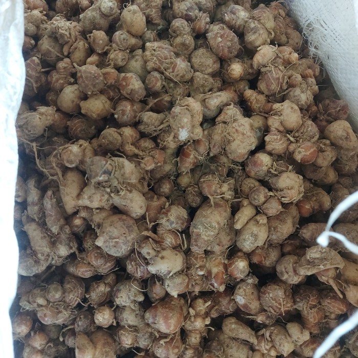 

TERBAIK kencur tua segar wangi fresh 1 kg,sangat cocok untuk bumbu