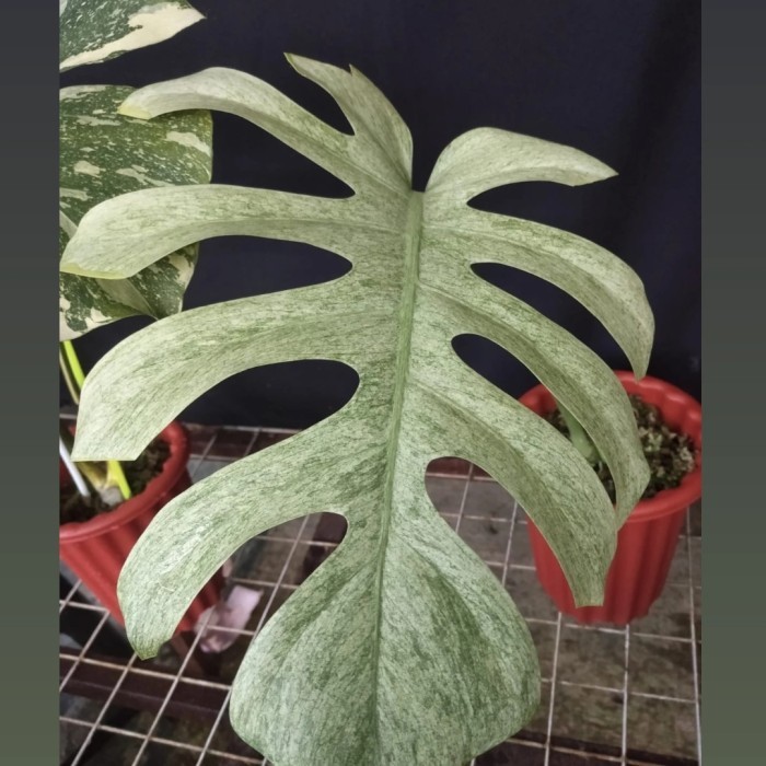 

LIMITED EDITION Monstera White Mint 1 daun++tunas