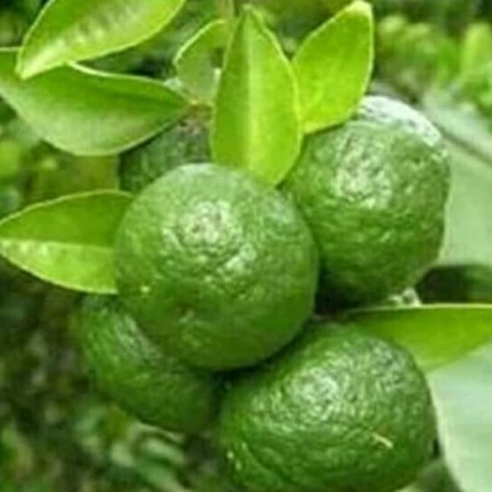 

SALE! BIBIT TANAMAN JERUK LIMAU
