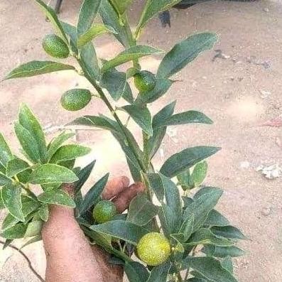 

SALE! POHON BIBIT JERUK NAGAMI