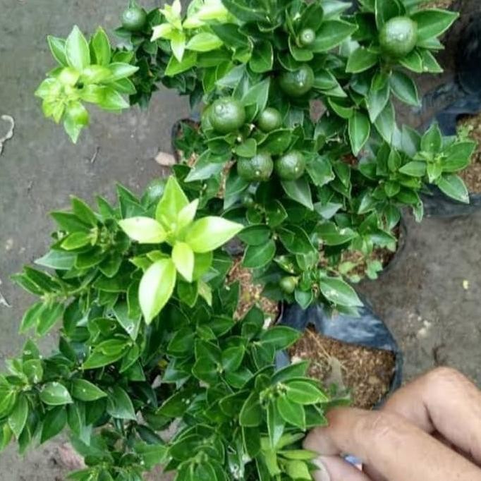

SALE! TANAMAN BIBIT JERUK SONKIP / KASTURI SUDAH BERBUAH