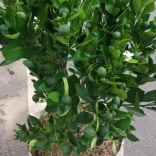 

SALE! POHON BUAH JERUK SONKIT/SUDA BERBUAH BANYAK