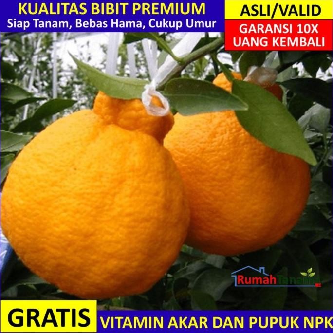 

SALE! BIBIT TANAMAN BUAH JERUK DEKOPON UNGGUL MURAH BERGARANSI