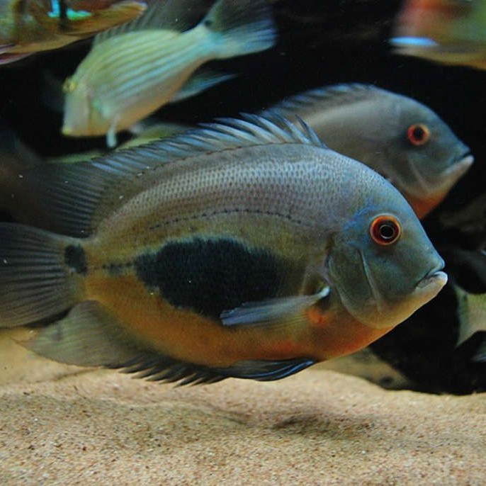 PROMO ikan uaru cichlid