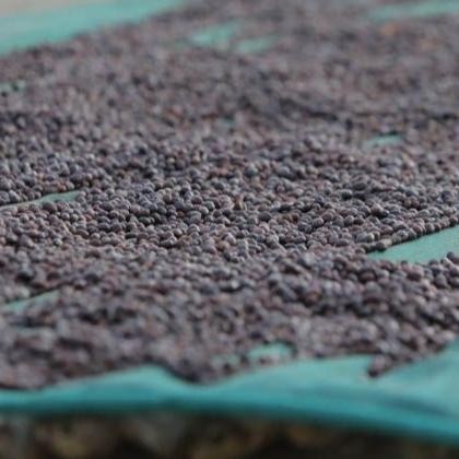 

Ethiopia Buno Dambi Uddo Guji Shakiso - Natural Process - Filter Specialty Coffee Arabica Beans Corp - Biji Kopi Arabika Manual Brew