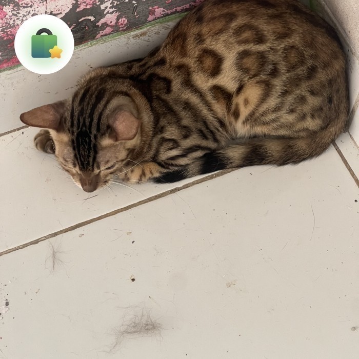 bengal kitten (Anakan bengal)