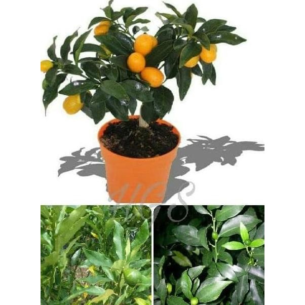 

Tanaman Buah Jeruk Nagami Kumquat Kondisi Berbuah & Berbunga MMU