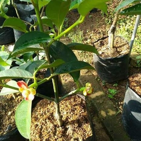 FRES Bibit Manggis Sudah Berbuah Hasil Okulasi | Bibit Buah Manggis Unggul VALID
