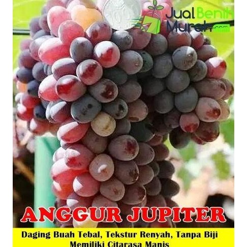 

Bibit Tanaman Buah Anggur Jupiter Asli-Bibit Anggur Import Jupiter MMU