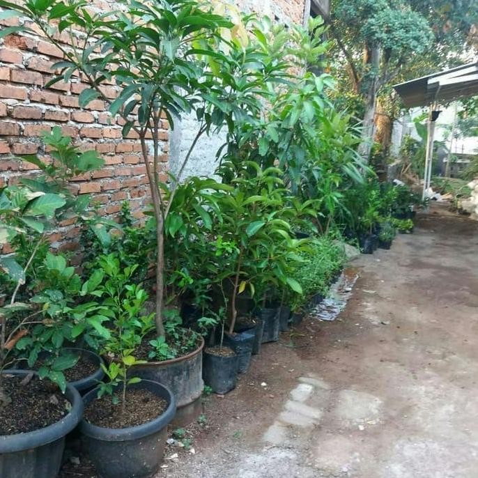 

Tanaman buah jeruk purut MMU