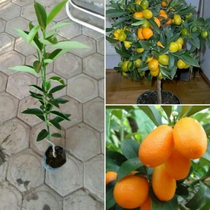 

Bibit jeruk nagami/tanaman buah jeruk nagami MMU