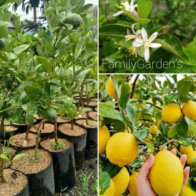

Bibit Tanaman Buah Jeruk Lemon California KHUSUS PUL JA MMU